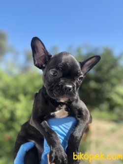 SIYAH FRENCH BULLDOG YAVRUMUZ 2