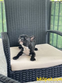 Siyah Full Aşılı French Bulldog Kızımız Betty 2
