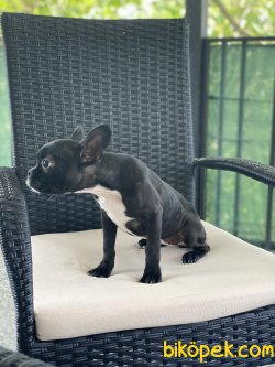 Siyah Full Aşılı French Bulldog Kızımız Betty 3