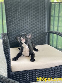 Siyah Full Aşılı French Bulldog Kızımız Betty 4