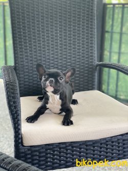 Siyah Full Aşılı French Bulldog Kızımız Betty 1