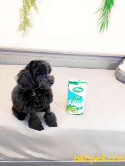 SİYAH İNCİ 5 AYLIK DİŞİ TOY POODLE 2