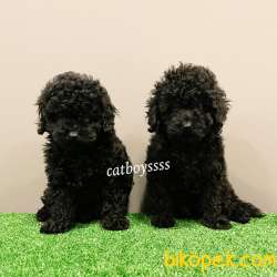 Siyah Inci Black Toy Poodle Yavrular (Dişi) 4