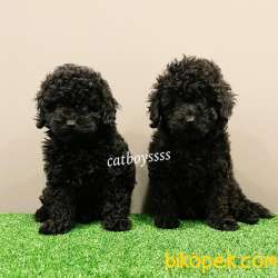 Siyah Inci Black Toy Poodle Yavrular (Dişi) 3