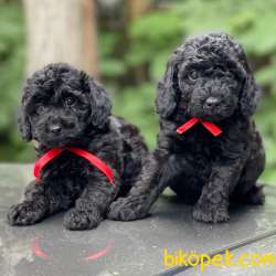 Siyah Inci Black Toy Poodle Yavrularımız 1