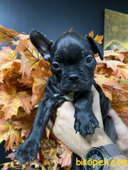 SİYAH İNCİ FRENCH BULLDOG YAVRUMUZ 1