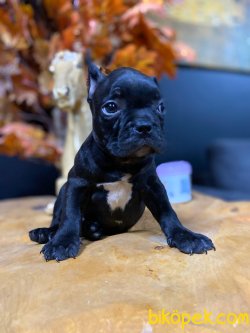SİYAH İNCİ FRENCH BULLDOG YAVRUMUZ 3