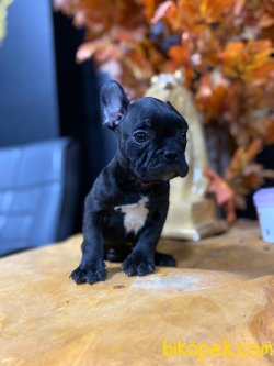 SİYAH İNCİ FRENCH BULLDOG YAVRUMUZ 2