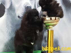 SİYAH İNCİ MUHTESEM POMERANIAN BOO YAVRULARI 1