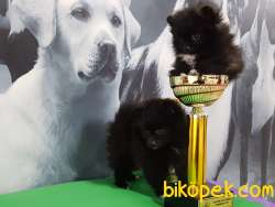 SİYAH İNCİ MUHTESEM POMERANIAN BOO YAVRULARI 3