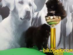 SİYAH İNCİ MUHTESEM POMERANIAN BOO YAVRULARI 2