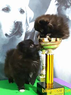 SİYAH İNCİ MUHTESEM POMERANIAN BOO YAVRULARI 5