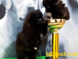 SİYAH İNCİ MUHTESEM POMERANIAN BOO YAVRULARI 4