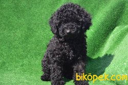 SİYAH İNCİ POODLE BEBEĞİMİZ 2