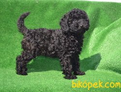 SİYAH İNCİ POODLE BEBEĞİMİZ 3