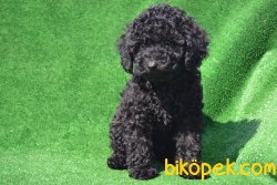 SİYAH İNCİ POODLE BEBEĞİMİZ 1