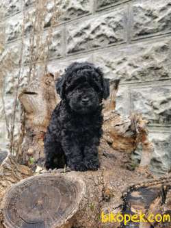 Siyah İnci Toy Poodle 1