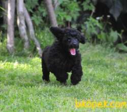 Siyah İnci Toy Poodle 4