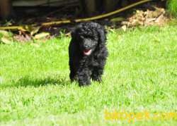 Siyah İnci Toy Poodle 2