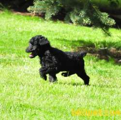 Siyah İnci Toy Poodle 5