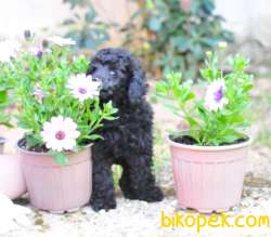Siyah İnci Toy Poodle 3
