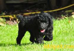Siyah İnci Toy Poodle 1