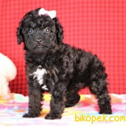 SİYAH İNCİ TOY POODLE BEBEKLER 1