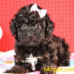 SİYAH İNCİ TOY POODLE BEBEKLER 3