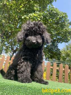 SİYAH İNCİ TOY POODLE BEBEKLER 2