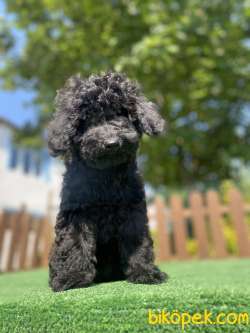 SİYAH İNCİ TOY POODLE BEBEKLER 1