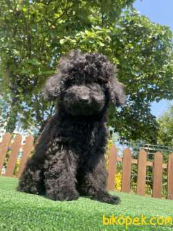 SİYAH İNCİ TOY POODLE BEBEKLER 3