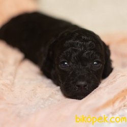 SİYAH İNCİ TOY POODLE YAVRULARIMIZ 3