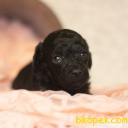 SİYAH İNCİ TOY POODLE YAVRULARIMIZ 4