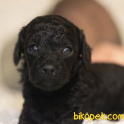 SİYAH İNCİ TOY POODLE YAVRULARIMIZ 1