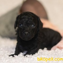 SİYAH İNCİ TOY POODLE YAVRULARIMIZ 2