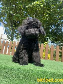 SİYAH İNCİ ÜST KALİTE DİŞİ ERKEK POODLE 4