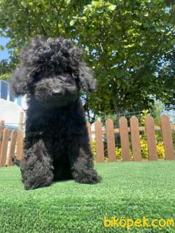SİYAH İNCİ ÜST KALİTE DİŞİ ERKEK POODLE 3