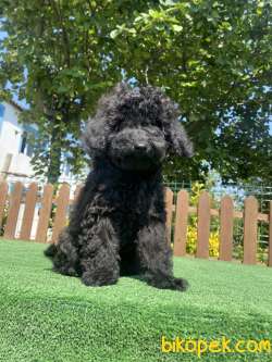 SİYAH İNCİ ÜST KALİTE DİŞİ ERKEK POODLE 2