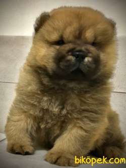 Siyah Kahve Beyaz Chow Chow Yavrular 1