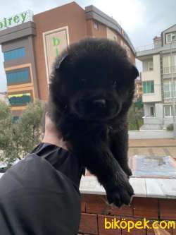 Siyah Kahve Beyaz Chow Chow Yavrular 2