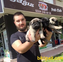 SİYAH & KREM PUG YAVRULARI 4