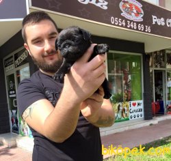 SİYAH & KREM PUG YAVRULARI 1