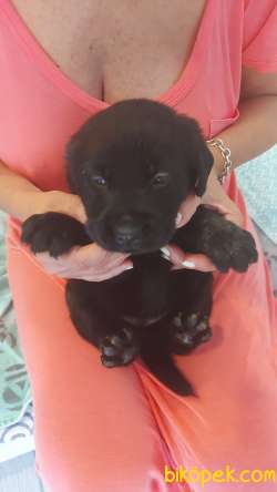 Siyah Labrador 4