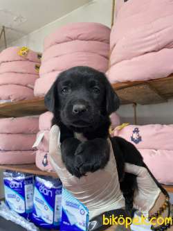 SİYAH LABRADOR KARANLIĞIN BÜYÜSÜ 2