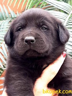 Siyah Labrador Retriever Yavru 3