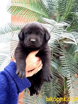 Siyah Labrador Retriever Yavru 1