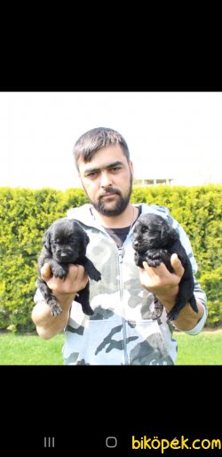 Siyah Labrador Retriever Yavruları 4