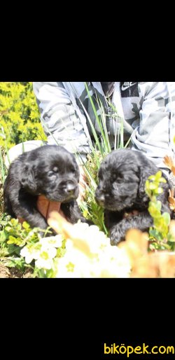 Siyah Labrador Retriever Yavruları 1