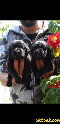 Siyah Labrador Retriever Yavruları 3