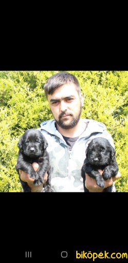 Siyah Labrador Retriever Yavruları 2